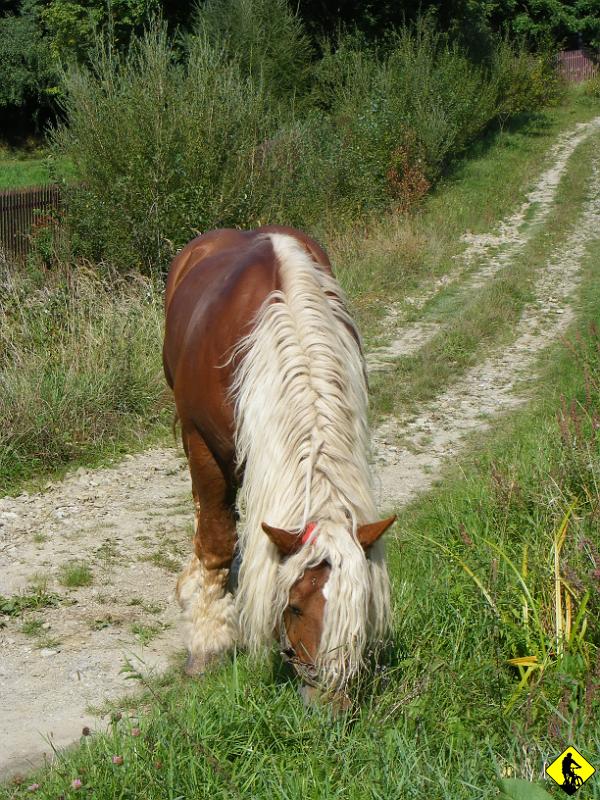 8.jpg - Wapienne wita nas wolno biegającym koniem! Nie wiem jak to się stało, ale jego właściciel (a był naprawdę już mocno znieczulony) przybył zupełnie z innej strony niż owy koń.