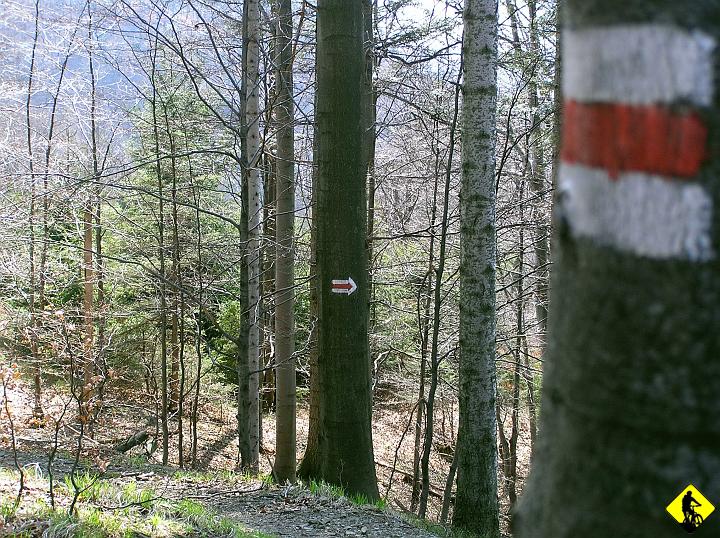 P4130114.jpg - Podsumowując: Czerwony był zdradliwy jak Kocica w marcu i kręcił jak Michnik podczas przesłuchania. Na szczęście zostaliśmy o tym poinformowani tym razem przez pana z psem.