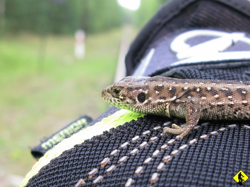 IMG_3002a.jpg - Kolega... to gdzieś w okolicach Kluczy czy Ryczowa.