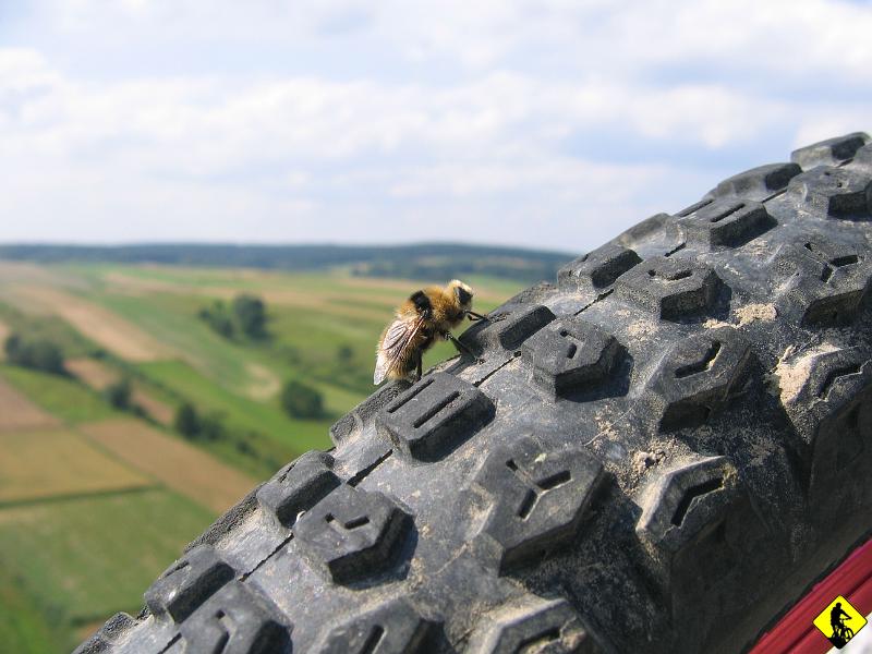 IMG_4140.JPG - Kolejny kolega