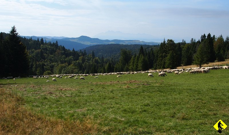 4.jpg - Na horyzoncie widać Tatry… widać prawda? :) no w każdym razie my je widzieliśmy :)