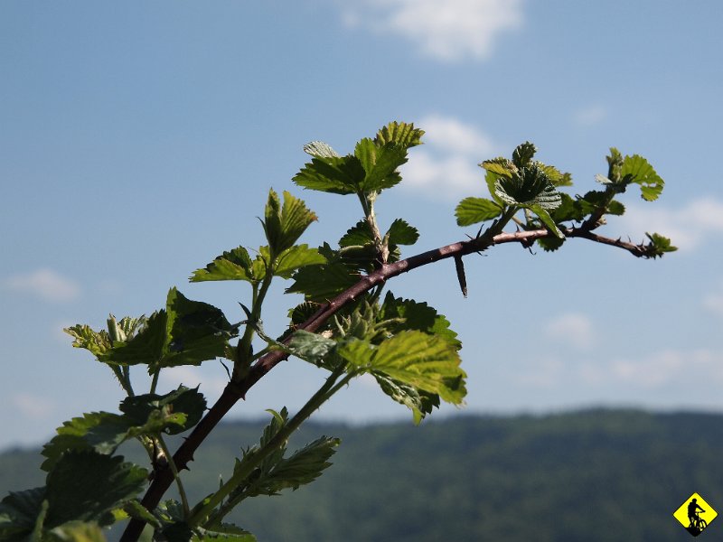 8.JPG - Po wdrapaniu się asfaltem do czerwonego szlaku ciągnącego się pasmem Babicy, możemy sobie powiedzieć, że górek już nie będzie :) Słoneczko solidnie pracuje nad wytworzeniem melaniny przez nasze skóry :) Pasmo Babicy to taka kopia Pasma Barnasiówki. Może jest więcej piasku, a nawet pojawia się kilka domów.
