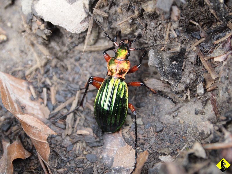 17.JPG - Tym razem przyroda ożywiona. Rozpoczyna się drugie zdobycie Turbacza