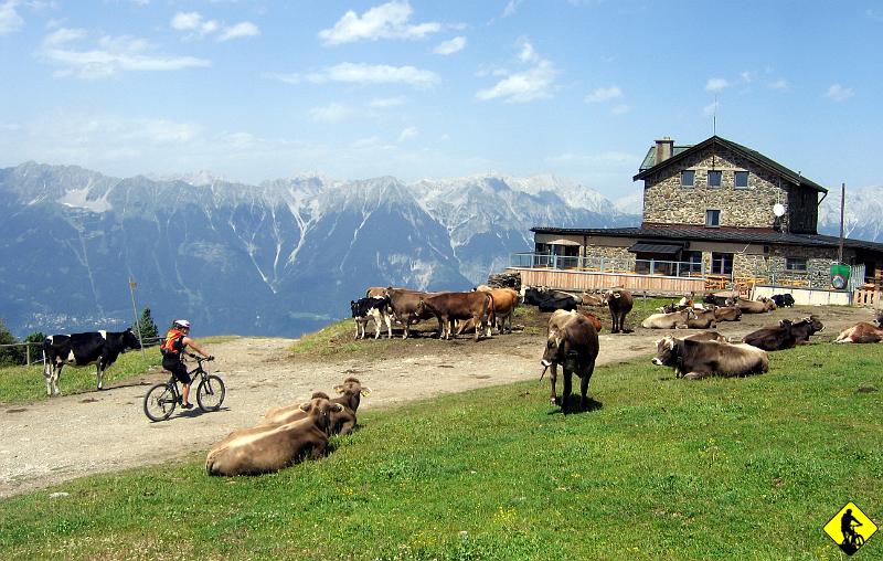 IMG_3813a.jpg - … i krowy przy schronisku. Jak potem zjeżdżaliśmy to doglądał je tamtejszy Tyrolczyk wspinając się na odpowiedniku polskiego Komar’ka lub MZtki