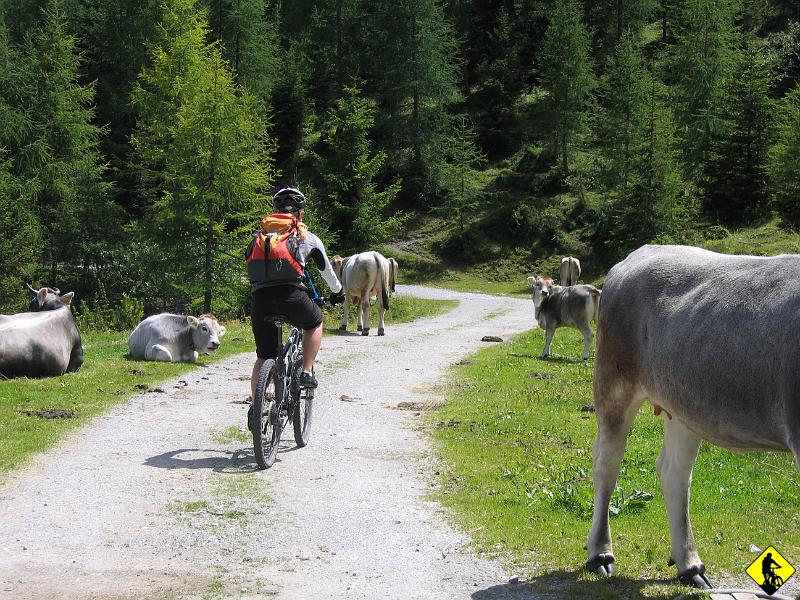 IMG_3890.JPG - Tutejsze krowy niczego się nie boją. Są nieustraszone :] i dają tyrolskie mleko :]