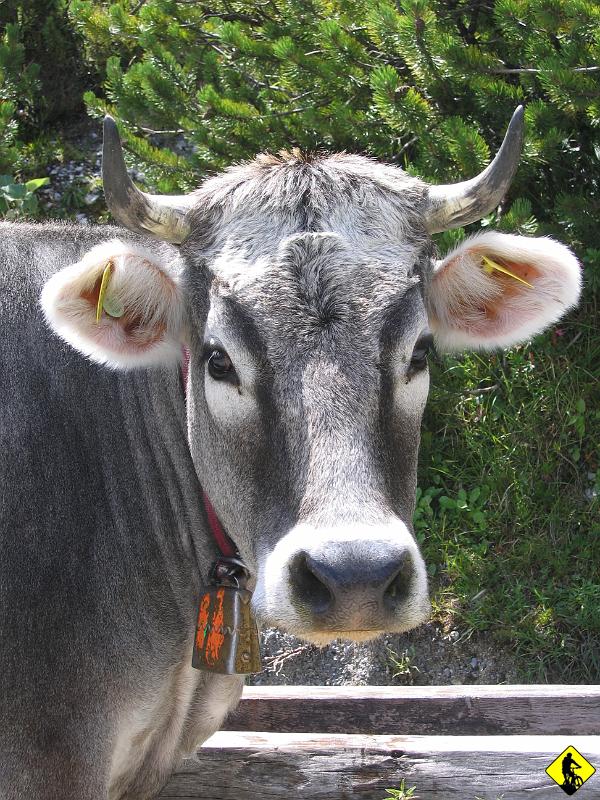 IMG_3895a.jpg - Wyskokogórskie tyrolskie mleko :]  ( które nawiasem pisząc smakuje absolutnie tak samo jak nasze łaciate czy inne krowie UHT )