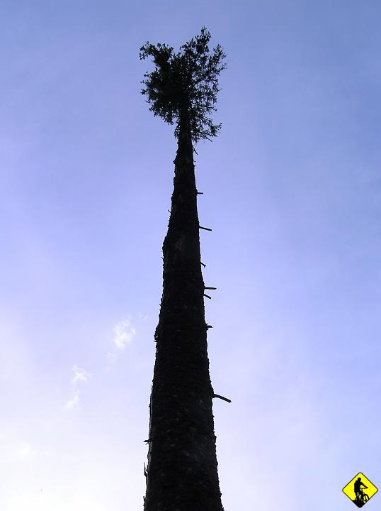 P5310135.jpg - Część trasy do Schroniska na Słowiance wyglądała jak po przejściu jakiegoś kataklizmu