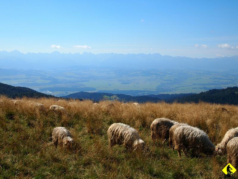 2.JPG - Motywacja Agi zaskakuje. Powiedziałem jej rano, że kluczem do zrobienia tej trasy jest: nie tracenie czasu na postoje. Tak też było do Schroniska. Zatrzymaliśmy się tylko na chwilę na banana :) Prawda jest taka, że przez większość czasu jechałem za nią ( lub pchałem ). Ostatnio ( po TC) jestem zajechany rowerowo. Wolę prowadzić niż walczyć o wzniesienie… dziwne, wiem już jak to jest, gdy ciągnąłem za sobą Jurka :) Pełny Luuuzzz...