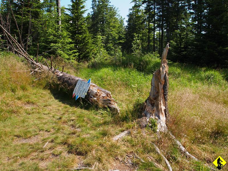 3.JPG - Z gondoli wylewamy się na czerwony szlak, który doprowadzi nas aż do Przełęczy Bukowina.