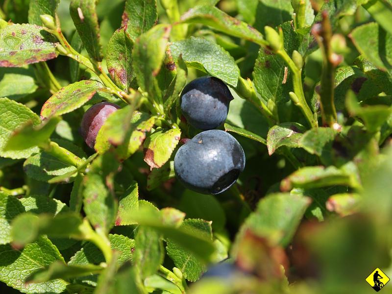 6.jpg - Po drodze mijamy malownicze hale, gdzie jeszcze niedawno pasły się niezliczone ilości borówek ( dla pozostałej części polski - jagód :)