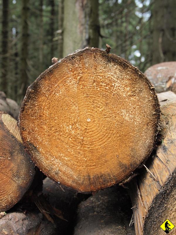 8.jpg - Na zakazanym odcinku napotykamy dwukrotnie leśników (w tym jeden był w pełnym umundurowaniu) i na szczęście mieli dobry dzień lub byli zbyt zajęci (a być może jedno i drugie) by wdawać się w rozmowę z nami. Z uśmiechem wymieniliśmy „dzień dobry” i jechaliśmy dalej.