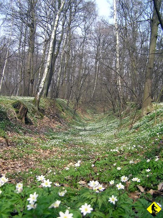 P4010196.jpg - Gdzieś pomiędzy Zielonym Dołem a Wolskim Dołem. Patrząc na mapę lasku to same doły i jak tu cieszyć się latem? :)