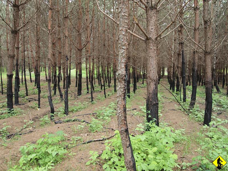 9f.JPG - Wypadzik kończy się etapem piaszczysto – asfaltowym. Przypomina się walka na trasie Kraków –Częstochowa.