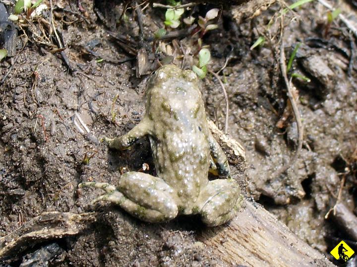 IMGP3540.jpg - ... Żabola. Jak to określił: Stary, taka mała była :)