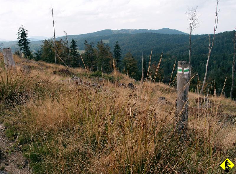 P9143522.jpg - Wykarczowany las. Obrazki trochę jakby z okolic Żywieckiego.
