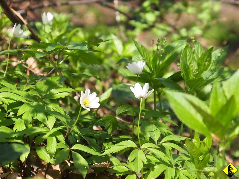 5.jpg - Wreszcie coś zaczyna się dziać, dokładnie rok temu byliśmy już w Śląskim na co prawda mało wymagającej trasie w okolicach Baraniej Góry, ale już spokojnie pogoda na to pozwalała.