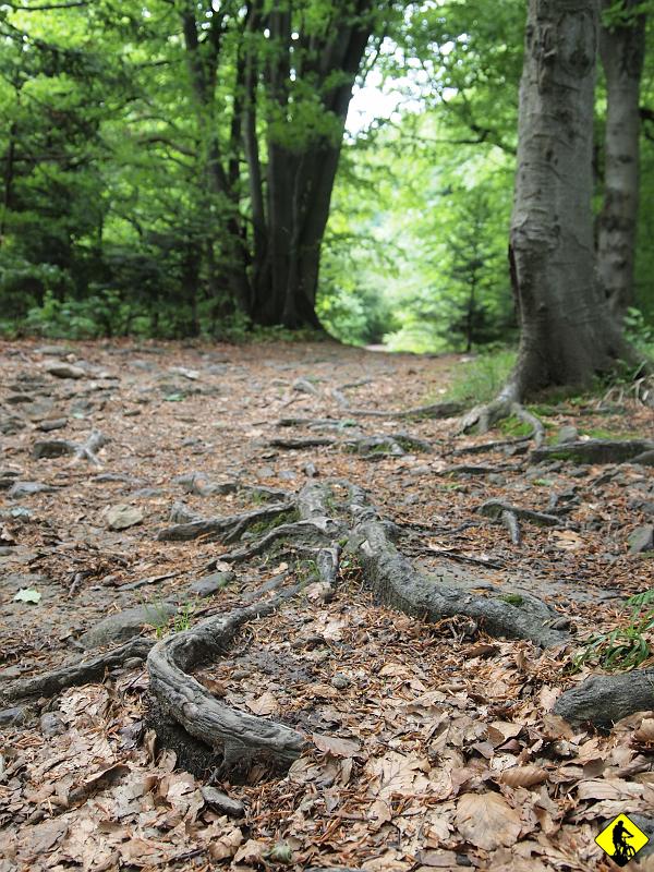 8.jpg - Dzsiaj nie mam dobrego dnia, z drugiej strony gdzie nam się spieszy. Mamy tak dużo czasu, że nawet jakbym cały czas prowadził rower to i tak zdążyłbym przed zmrokiem do samochodu. Zauważyłem jednak ciekawą zależność: Aspiryna nie zawsze pomaga :)
