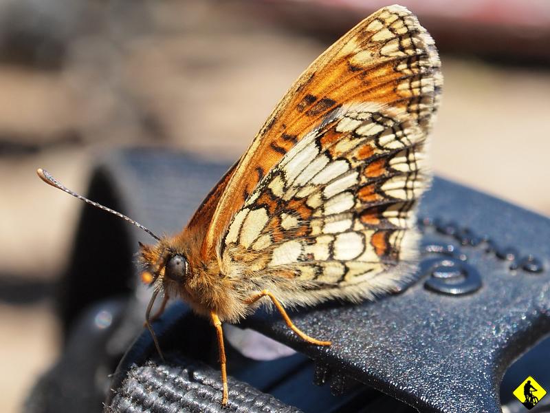 P7031700a.jpg - Czułkowaty Włochacz z  parzystymi odnóżami, wersja skrzydlasta :)