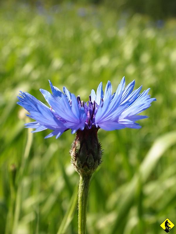 2.jpg - W oczy rzuca się bardzo intensywna zieleń przyrody, ostatnie opady spowodowały, że przyroda nabrała mocy i eksplodowała, gdy dowaliła lampa z temperaturami oscylującymi w okolicach 30st. Przetaczamy się do Koninek, gdzie czeka mała niespodzianka na Agę – wyciąg na Tobołów :)  czyli 300m w pionie za 15zł od osoby ( w tym 5zł rower ).