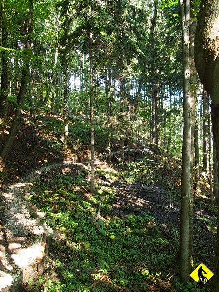 P8206725.jpg - W porównaniu do wczorajszej trasy, gdzie były odcinki trudne technicznie, a widać to było na dużych kamieniach (pomiędzy którymi trzeba było manewrować) – ślady uderzeń korb i pedałów :), dzisiaj takich trudności - jak na lekarstwo. Ścieżka poprowadzona jest wzdłuż potoku i wije się pomiędzy drzewami w niesamowicie fajny sposób.