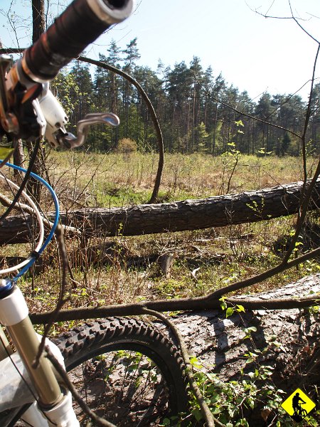 8.jpg - Podczas powrotu trochę mnie ponosi i musimy w kilku miejscach przenosić rowery nad powalonymi drzewami. Tak to się kończy, jak się komuś coś wydaje lub się na coś liczy ( np. na to, że ta ścieżka pomimo braku jej na mapie, doprowadzi skrótem do celu ).