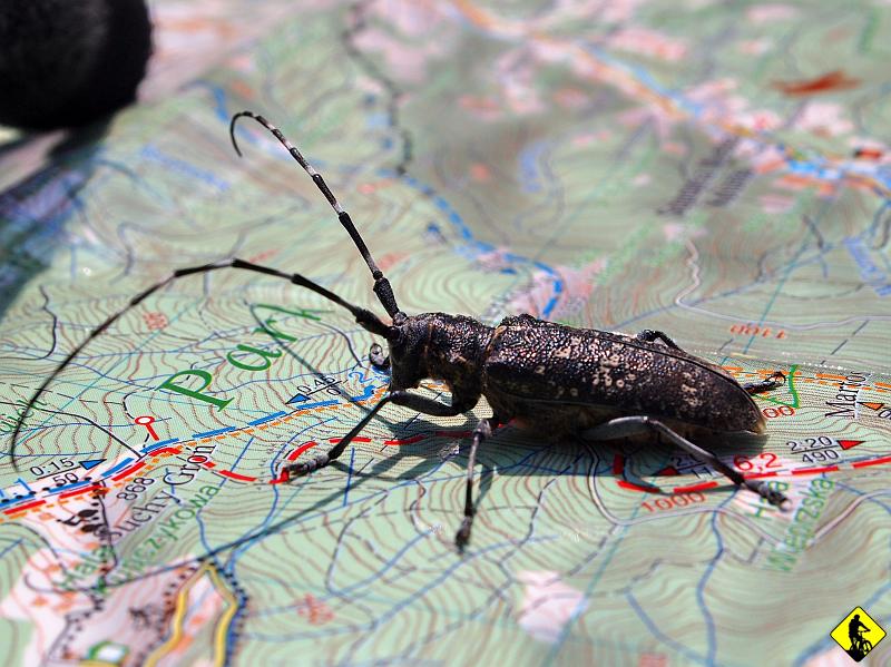 P7011550a.jpg - Na chwilę wpadł mały czułkowaty kolega. Prawdopodobnie chciał przylookać mapę, bo nikt inny nie siedział na zewnątrz. Gdy tylko zupa się wstępnie ułożyła w kichach, ruszyliśmy na szczyt.