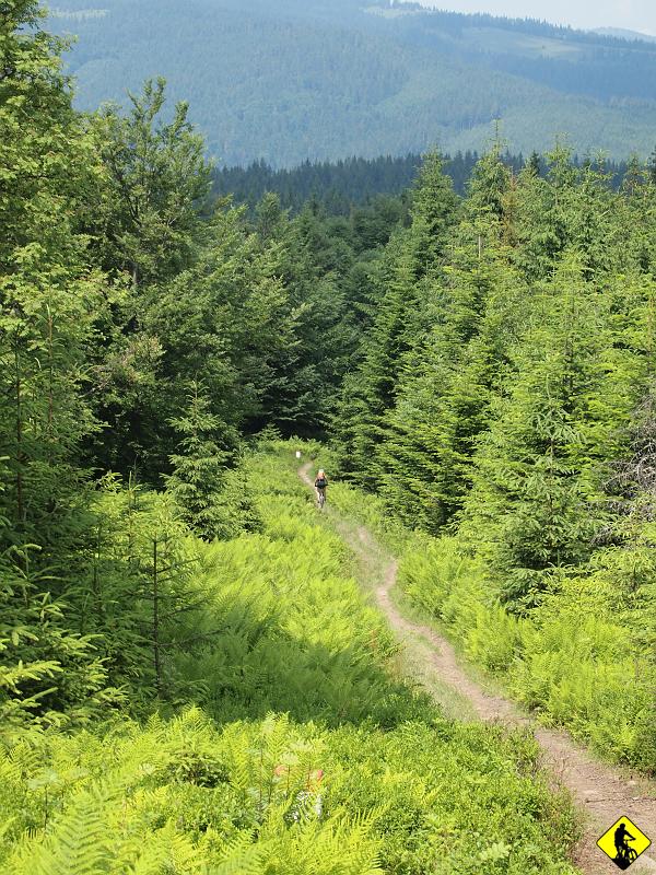 P7011577.jpg - Jedziemy w kierunku Trzech Kopców. Tu zaczyna się istna bajka, o jakiej nawet nie śniłem.  Uwielbiam gdy trasa mnie pozytywnie zaskakuje. Wijący się w dół singiel doprowadza hamulce i zmysły do wrzenia.