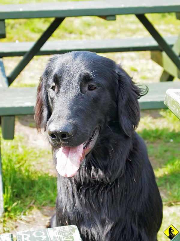 P7011602.jpg - Po dłuższej chwili docieramy do schroniska (poradnik podaje, że średnie nachylenie na tym odcinku to ok 17%!). Raczymy się kawałkiem kury i przy okazji dowiadujemy się, że ten oto pies reaguje na komendy: siad, daj łapę i leżeć. Oczywiście przez cały ten czas nie spuszcza wzroku z "łapówki", którą Aga trzymała w dłoni :)