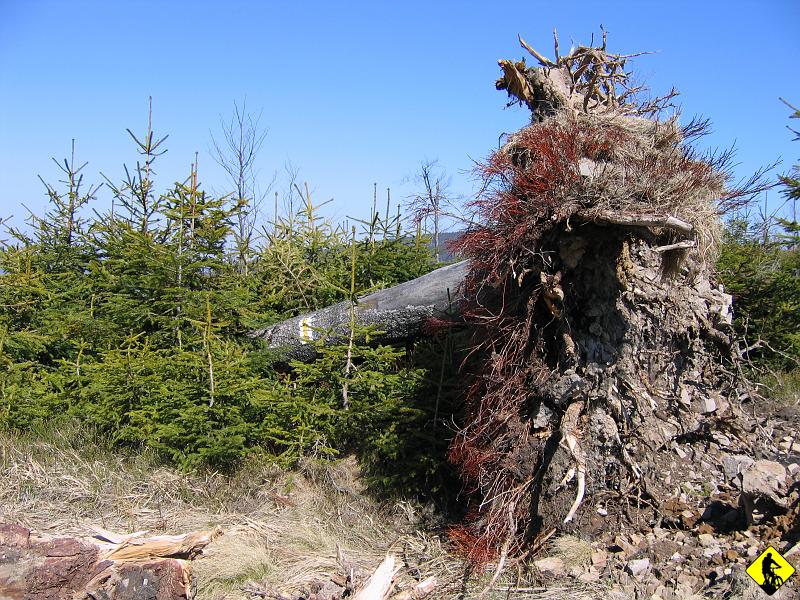 IMG_0158.jpg - Po ok 7km odbijamy w prawo na żółty prowadzący do Wisły Malinki. Chwile tracimy na wyszukanie szlaku, co jak widać nie jest oczywiste.