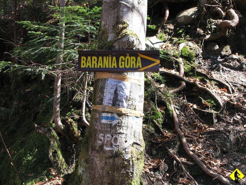 IMG_0179.jpg - ...wracamy do szutrówki niebieskim szlakiem na Baranią Górę, który ją przecina (2/3 to asfalt) . Na widocznym drzewie, ktoś pozostawił informację, że daje nagrodę pieniężną dla znalazcy jego rodzinnego noża. Znalazłeś może taki? Niestety, nr kom rozmyty.