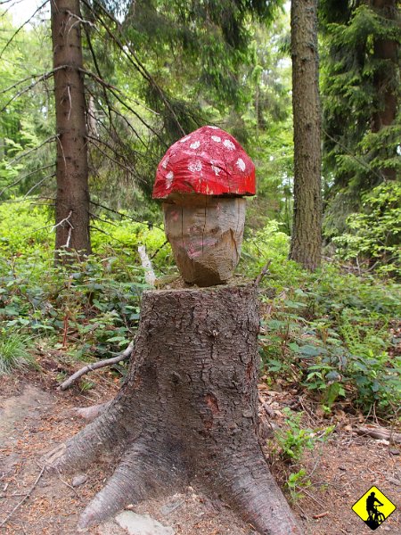 13.jpg - Sądecki jest idealny na rower, większość szerokich szlaków, bez kamieni. Czasem się muchomor trafi.