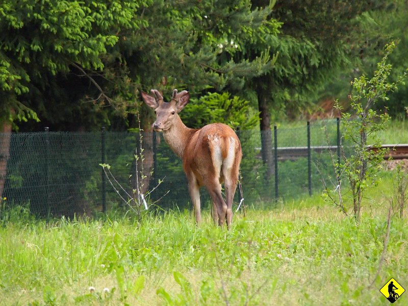 20.jpg - Na pocieszenie została nietypowa atrakcja. Parzystokopytny pasący się zaraz przy czyjejś posesji, raptem 200m od stacji kolejowej. Nie specjalnie się stresował tym, że celuje do niego czymś srebrnym. Na początku wydawało mi się, że ktoś ma go u siebie w ogrodzie :P w sensie wychował od małego :) haha dobre nie? KonieC