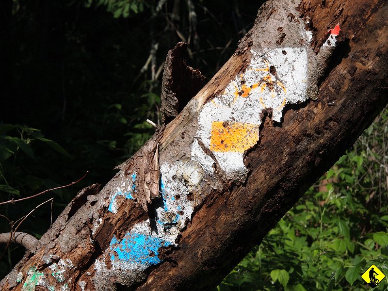 12.JPG - W: Na szlaku w kierunku Lubania mijamy w pewnym momencie aż 4 szlaki rowerowe. Hmmm, czyżby jednak akcja związana z owym Rowerowym Rokiem PTTKu?