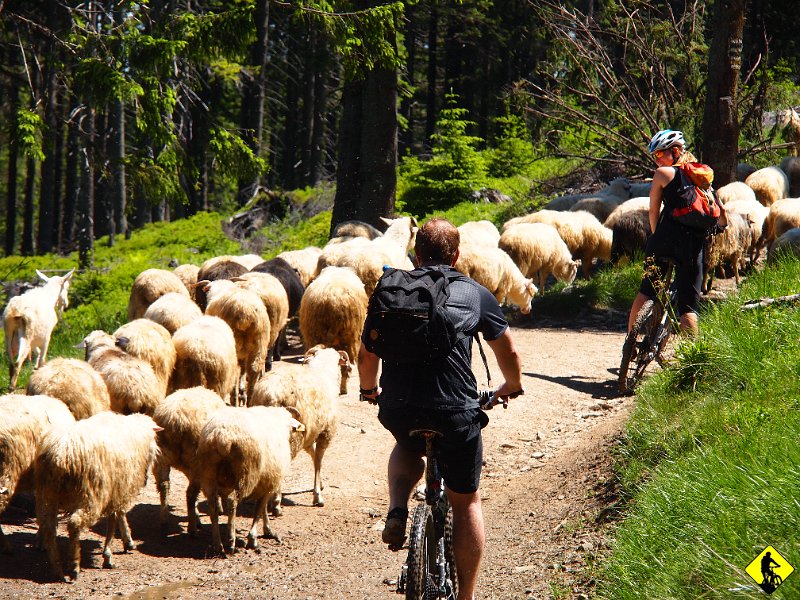 P6178409.JPG - Tuż przed Turbaczem, a za Halą Turbacz napotykamy na pokaźne stado owiec z Bacą na czele. Aga przez chwile negocjowała, swoją wartość w owcach, ale Baca to twardy gracz i negocjacje zakończyły się niepowodzeniem :( Może i dobrze :)