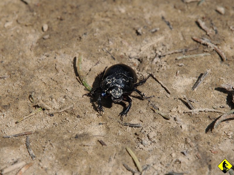 P6178449.jpg - Z Tobołowa wracamy przez Stare Wierchy do Samochodu w Obidowej.