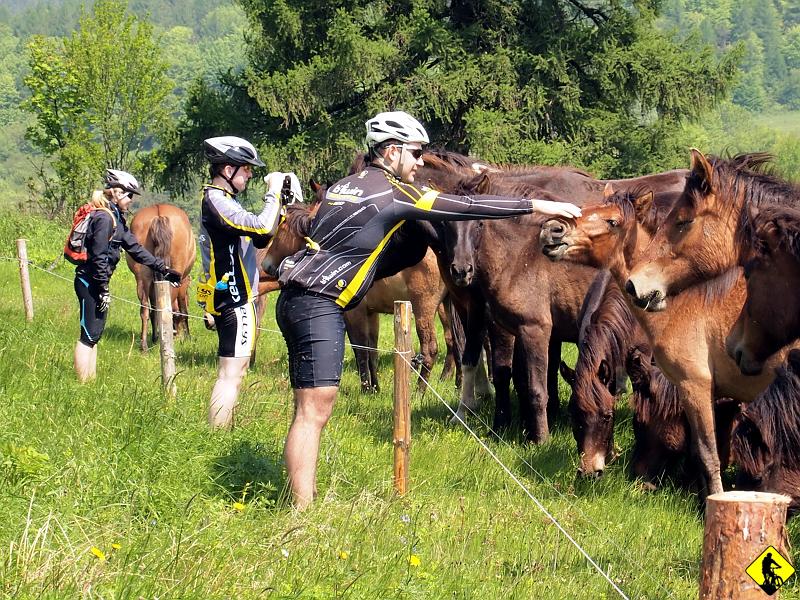 6.jpg - (…)”Bardzo mu jednak śpieszno było, więc zamówił konia.” Co za sympatyczna sytuacja. Konisie (tak Aga nazywa te kopytne ssaki roślinożerne) nie bały się podejść do nas i nawet dawały się głaskać. Rewelacja. Z drugiej strony, trzeba było się mocno wychylać, by nie dostać pastuchem po kolanach.