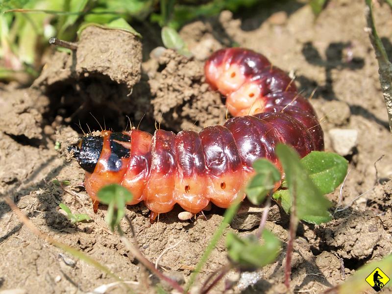 7.jpg - Na łące pada wyzwanie: Aga daje 100zł za zjedzenie tego gościa! Przypominają się momenty ze Szkoły przetrwania jak Edward Michael Grylls zjada ogromną larwę, która pękając brudzi mu połowę twarzy swoimi wnętrznościami :) (smacznego). Powiedziałem, że zjem jak 100zł da mi ktoś inny niż ona :). Na tym się skończyło…