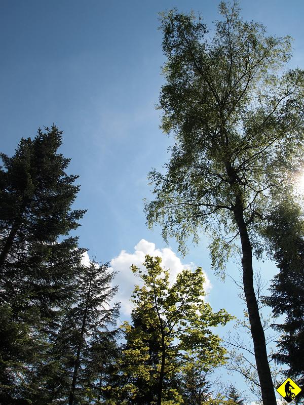 96.jpg - Synoptycy straszyli, że spadnie 30-40mm deszczu, że będą burze ble ble ble. Nic z tych rzeczy. Kompletna lampa! Coś pięknego. Jedyny taki dzień w maju!
