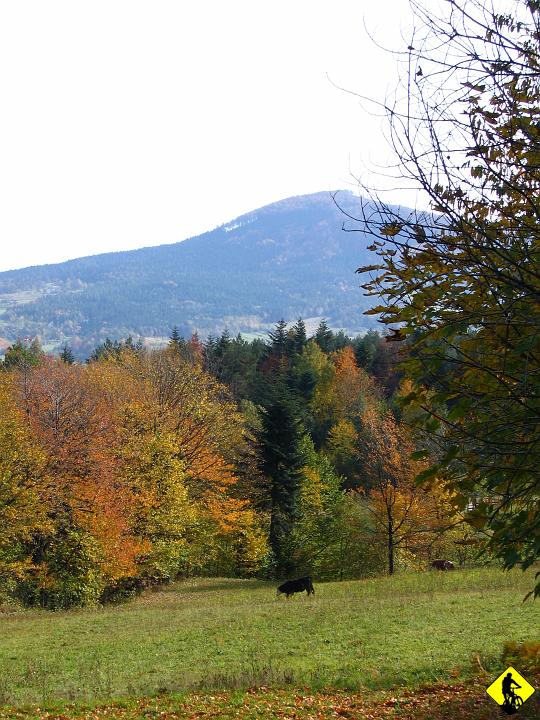 IMG_3144.jpg - Do Zarabia poprzez sklep, z Zarabia czerwonym rowerkowym wspinając się całkiem sympatycznie wśród drzew i opadłych liści 230m w pionie. Docieramy co miejsca zwanego Załazie