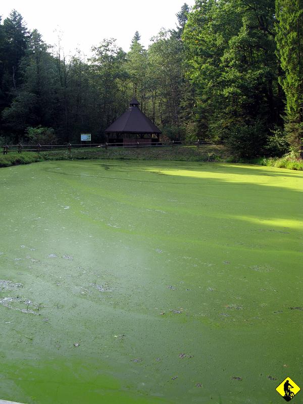 7.jpg - Kiedyś chcieli z tego zrobić Bory Tuchowskie, ale Bory Tucholskie zgłosiły protest i nic z tego nie wyszło :]