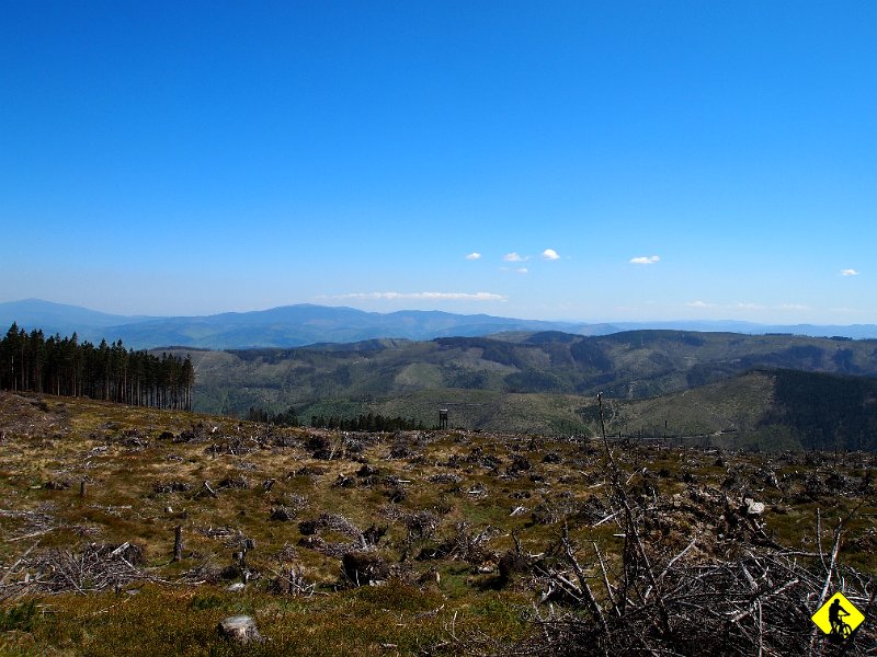 12.JPG - Wspinaczka na Skrzyczne uświadamia jak szeroko sięga wycinka chorego lasu. Brutalna matka natura czy mafijny interes?
