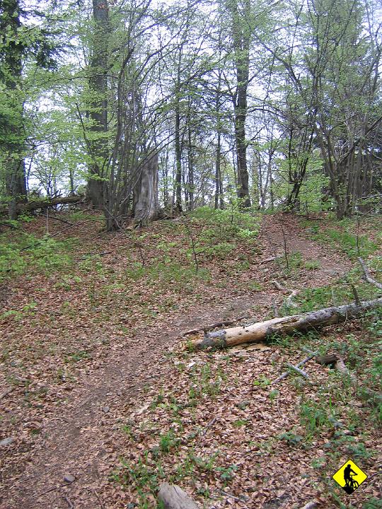 IMG_3314.jpg - W Bieszczadach przebiegające sarny i jelenie to norma. Tak było i w naszym przypadku. Niestety nie zdążyłem wyjąć aparatu. Na zdjęciu widać kręcącą Otrycką ścieżkę długości całego pasma :] Czyż nie wspaniała sprawa?