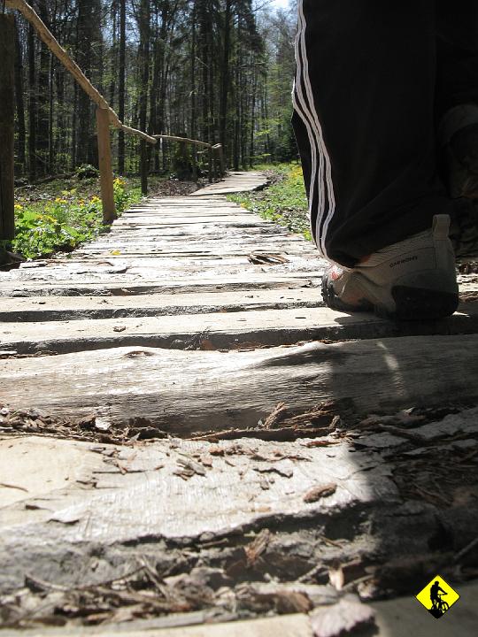 IMG_4882.JPG - Słońce przedziera się przez las, jest cicho i spokojnie. Zapowiada się cudowny weekend.