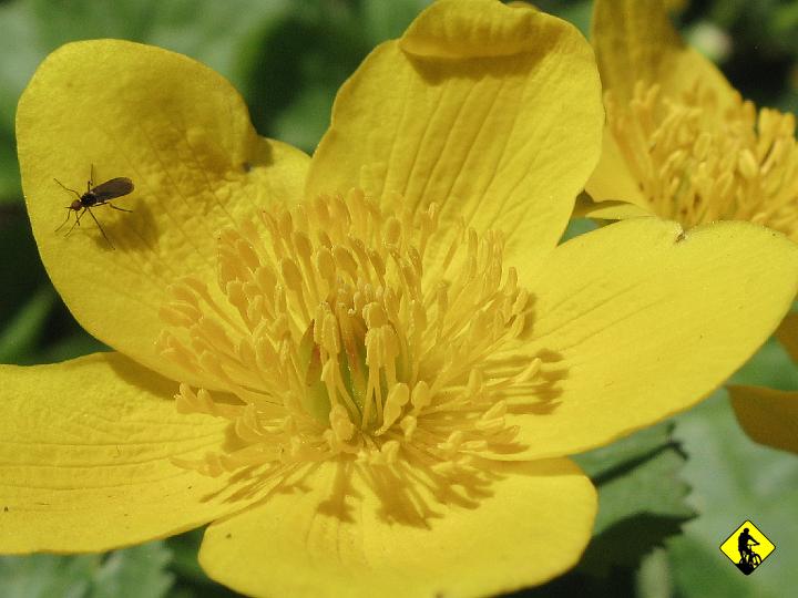 IMG_4883.jpg - Wspinamy się na coraz to wyższe partie i robi się mało sympatycznie...