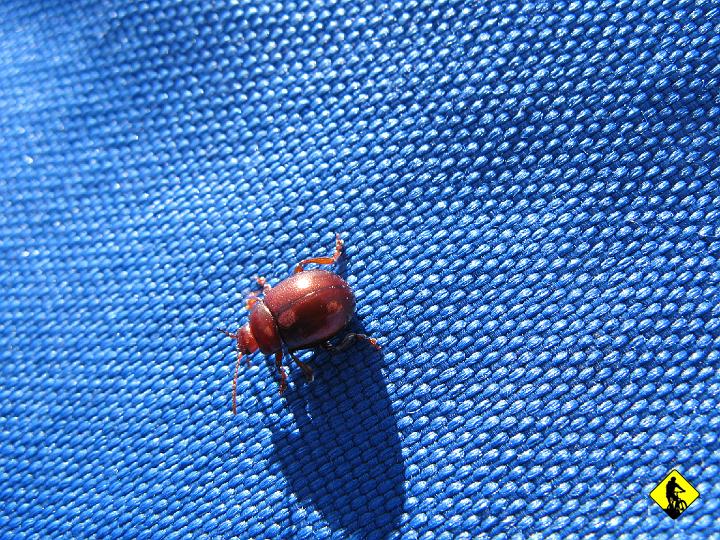 IMG_4991.JPG - W Mucznym czeka Autko i obiadek w Wilczej Jamie (od zamówienia do podania minęło 40min...).