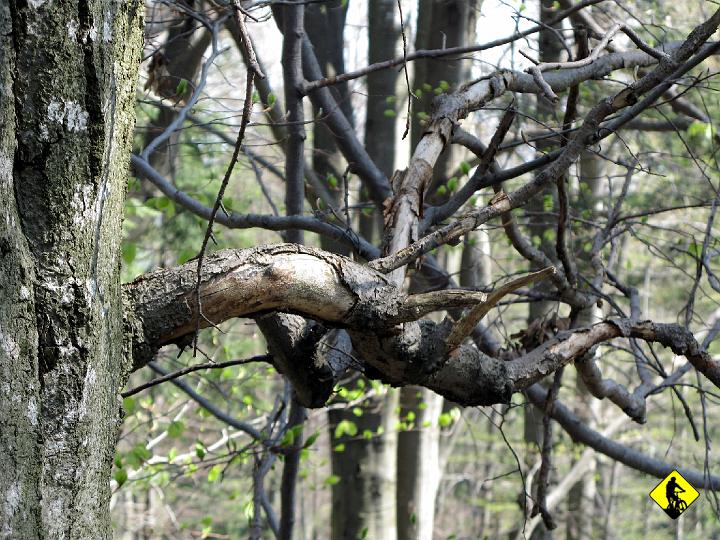 IMG_5092.jpg - Jak powiedział Wiśni wójek: Ten las umiera... Człowiek przegapił moment, w którym należało wykarczować stare drzewa, by dały światło młodym do wzrostu