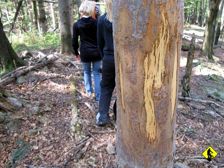 IMG_5094.jpg - Zobaczyliśmy niedźwiedzia (śladt ostrzenia pazurów) i chciałem mu zrobić fotę…