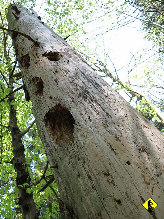 IMG_5099.jpg - Żarcik  Tu z kolei drzewo zjedzone przez korniki i ślady dzięcioła, który wyraźnie nie dał im rady w tej potyczce