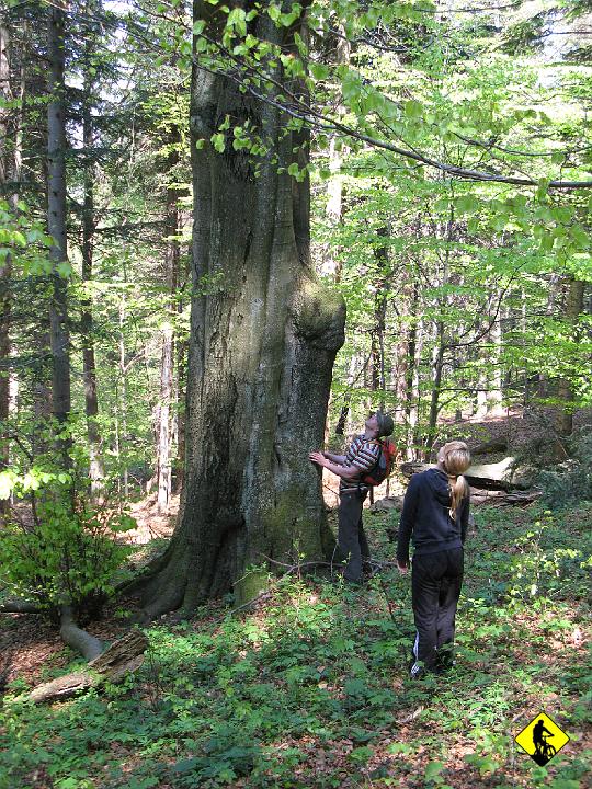 IMG_5100.jpg - ...ale nawiał na drzewo i Wiśni nie udało się go zrzucić :(