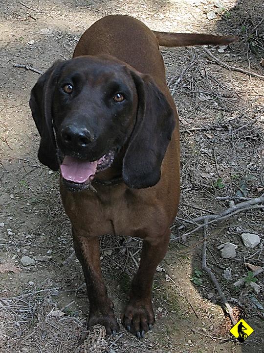 IMG_5108.jpg - Posokowiec. 100% myśliwskiego psa w psie :]